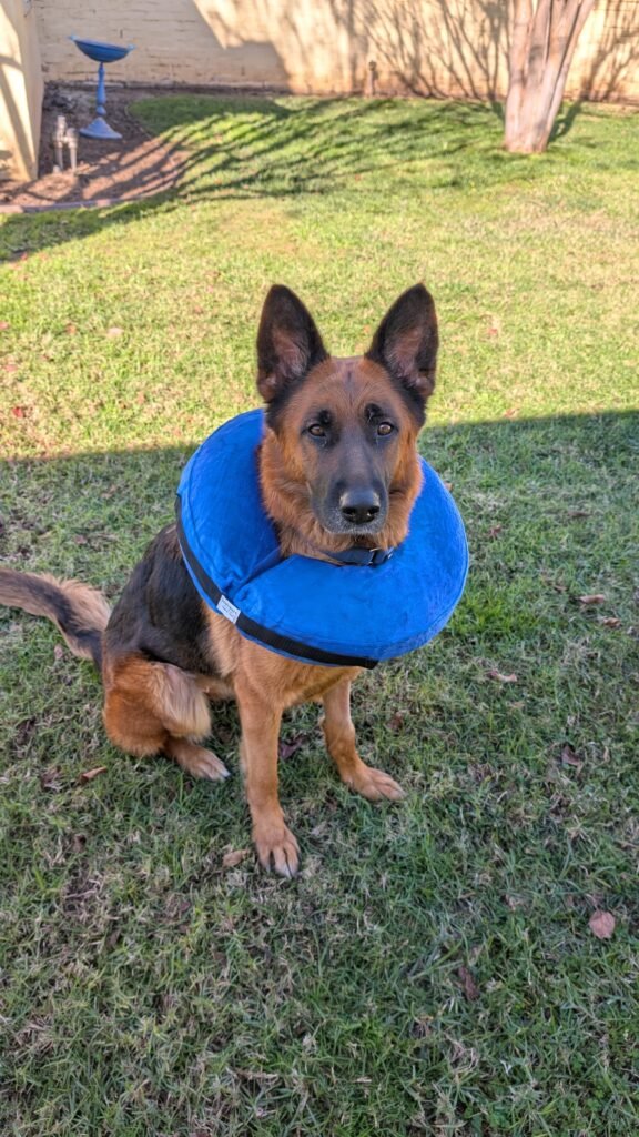 German Shepherd dog sitting outside on the grass, wearing a blue cone.