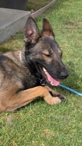 Leia - happy German Shepherd puppy enjoying the sunshine.